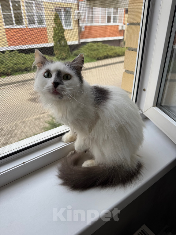 Кошки в Краснодаре: Кошечка в добрые руки Девочка, Бесплатно - фото 1
