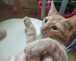 Кошки в Москве: Котенок в дар Мальчик, Бесплатно - фото 3