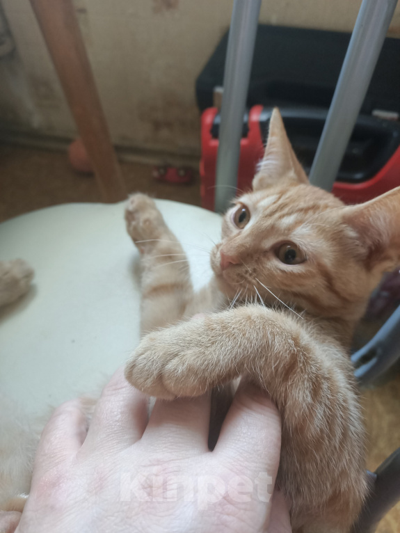 Кошки в Москве: Котенок в дар Мальчик, Бесплатно - фото 3