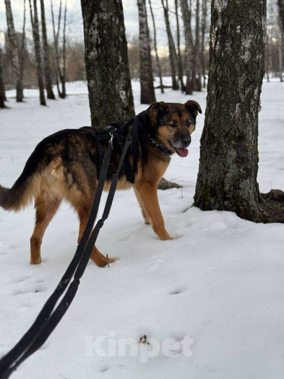 Собаки в Москве: Большой не значит смелый Мальчик, Бесплатно - фото 3