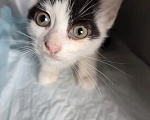 Кошки в Санкт-Петербурге: Котенок ищет дом Девочка, Бесплатно - фото 3