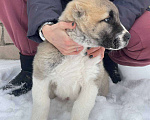 Собаки в Самаре: Рыжий мальчик САО Мальчик, 30 000 руб. - фото 5