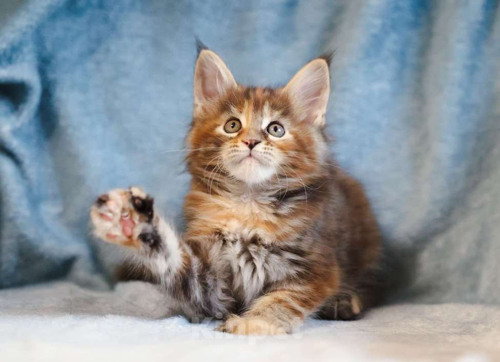 Кошки в Москве: Котенок мейн-кун Девочка, 60 000 руб. - фото 2