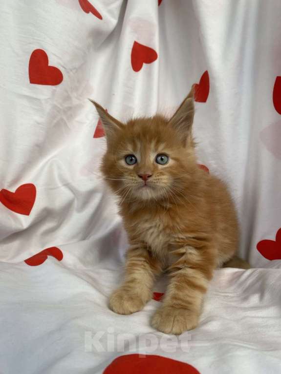 Кошки в Калуге: Котенок мейн-кун  Мальчик, 40 000 руб. - фото 3