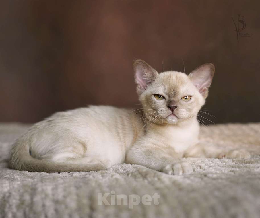 Кошки в Москве: Европейская Бурма шоколадная Девочка Девочка, Бесплатно - фото 3