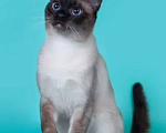 Кошки в Чапаевске: Питомник тайских кошек "Мелодия Востока", 30 000 руб. - фото 1
