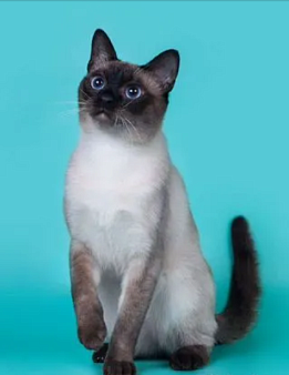 Объявление: Питомник тайских кошек 