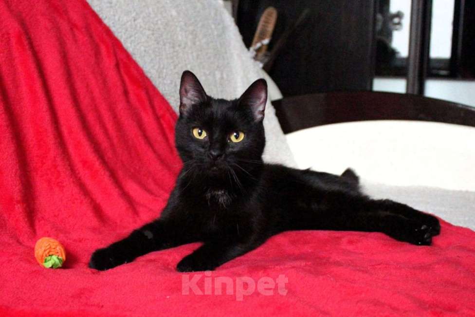 Кошки в Москве: Багира ищет дом! Девочка, Бесплатно - фото 4