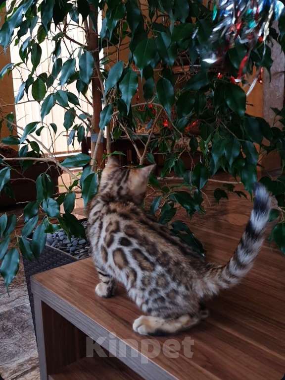 Кошки в Симферополе: Бенгальская девочка  Девочка, 60 000 руб. - фото 5