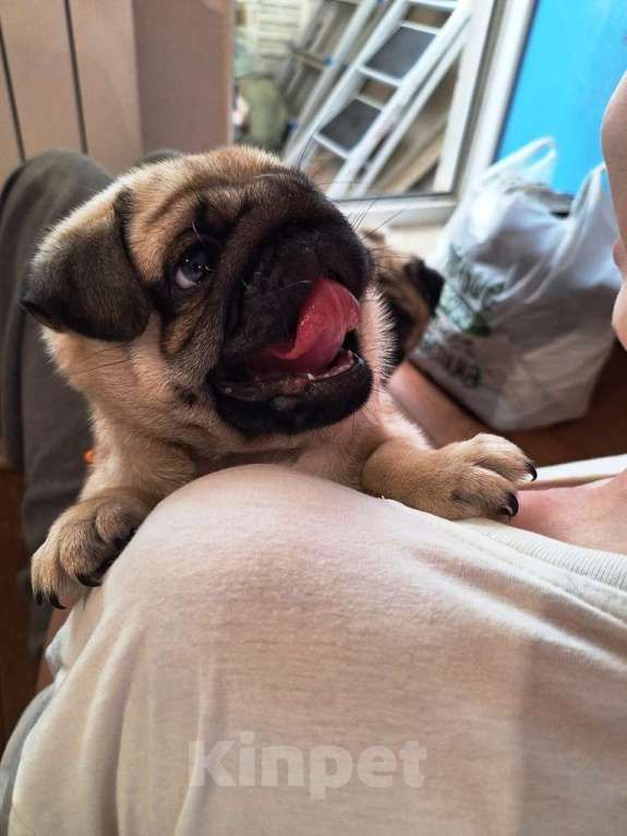 Собаки в Одинцово: Щенок мопса Мальчик, 40 000 руб. - фото 2