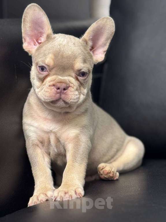 Собаки в Москве: Французский бульдог мальчик Мальчик, 50 000 руб. - фото 3
