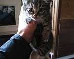 Кошки в Видном: Котята в добрые руки Мальчик, 10 руб. - фото 2