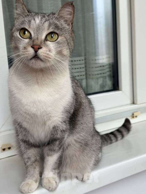 Кошки в Москве: Хозяева выбросили кошечку и запрещают пускать ее погреться Девочка, Бесплатно - фото 3