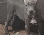 Собаки в Самаре: Американский стаффордширский терьер Девочка, 55 000 руб. - фото 1