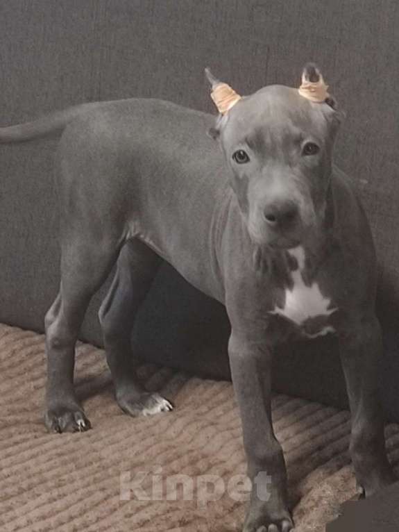 Собаки в Самаре: Американский стаффордширский терьер Девочка, 55 000 руб. - фото 1