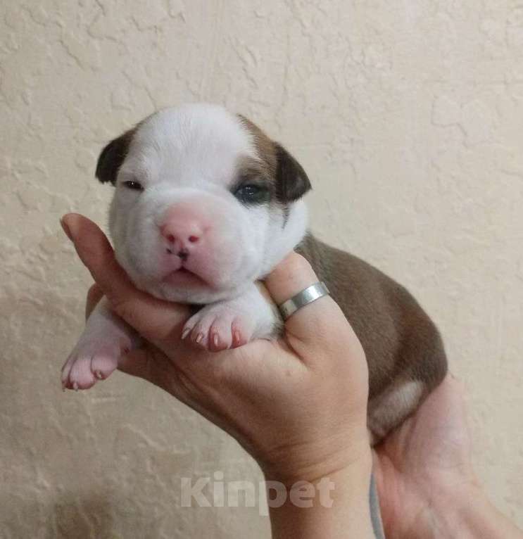 Собаки в Москве: Шикарный парень амстаффа  Мальчик, 80 000 руб. - фото 1