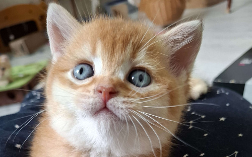 Шотландские котята