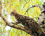 Кошки в Краснодаре: Породистые бенгальские котята от питомника ЮШЕРУС Мальчик, 25 000 руб. - фото 5