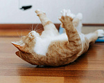 Кошки в Бологом: Кот Виконт, 55 руб. - фото 5