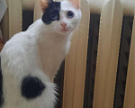 Кошки в Гагарине: Голубоглазая красавица., 1 руб. - фото 1