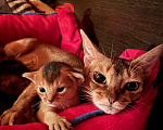 Кошки в Тамбове: Абиссинские котята Мальчик, 15 руб. - фото 4