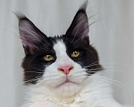 Кошки в Краснодаре: Котята мейн-кун полидакт Мальчик, 40 000 руб. - фото 4