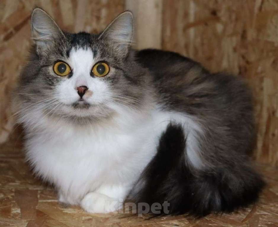 Кошки в Раменском: Ищет дом скромная девочка Мими Девочка, Бесплатно - фото 1