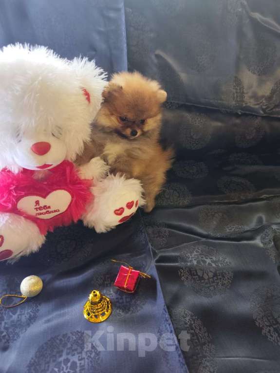 Собаки в Самаре: Померанский шпиц Мальчик, 65 000 руб. - фото 3