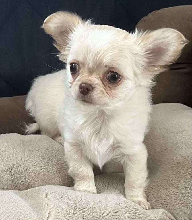 Собаки в Санкт-Петербурге: Щенок чихуахуа, сука Девочка, 50 000 руб. - фото 5