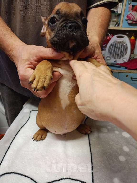 Собаки в Омске: Продаем щенков французкого бульдога Мальчик, Бесплатно - фото 8