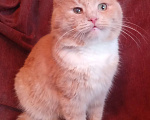 Кошки в Москве: Кремовый шотландский котик  Мальчик, Бесплатно - фото 1
