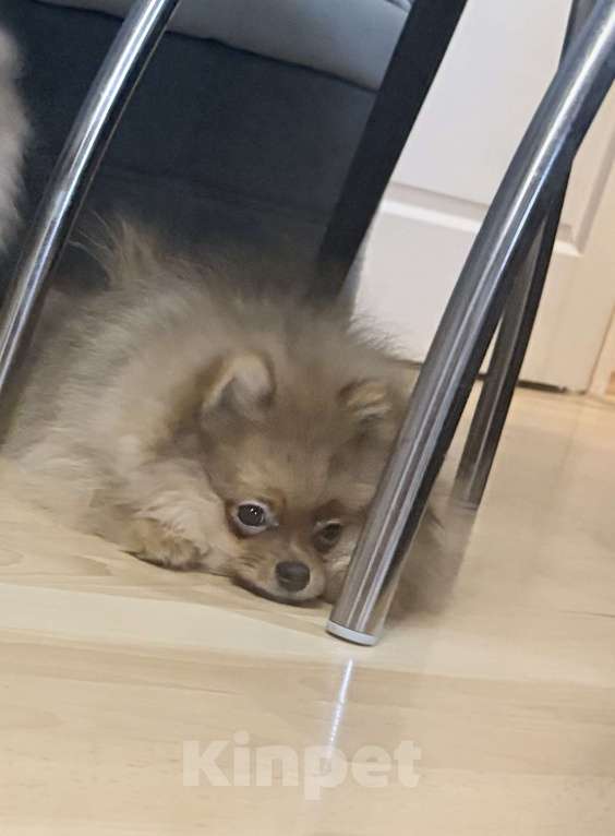 Собаки в Красноярске: Продам щенков померанского шпица Мальчик, Бесплатно - фото 2