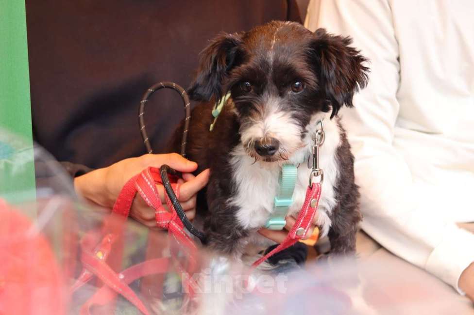 Собаки в Санкт-Петербурге: Маленький пёсик китайской хохлатой породы ищет дом Мальчик, Бесплатно - фото 10