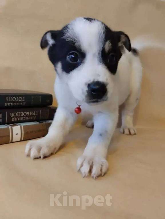 Собаки в Москве: в добрые руки Девочка, Бесплатно - фото 4