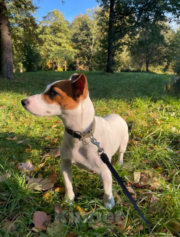 Собаки в Санкт-Петербурге: Щенки Джек Рассел терьер (девочки) Девочка, 25 000 руб. - фото 4