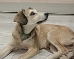 Собаки в Зеленограде: Бесплатно в добрые руки Найда Девочка, Бесплатно - фото 1