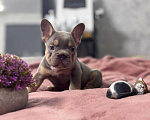 Собаки в Москве: Французский бульдог мальчик Мальчик, 100 000 руб. - фото 2