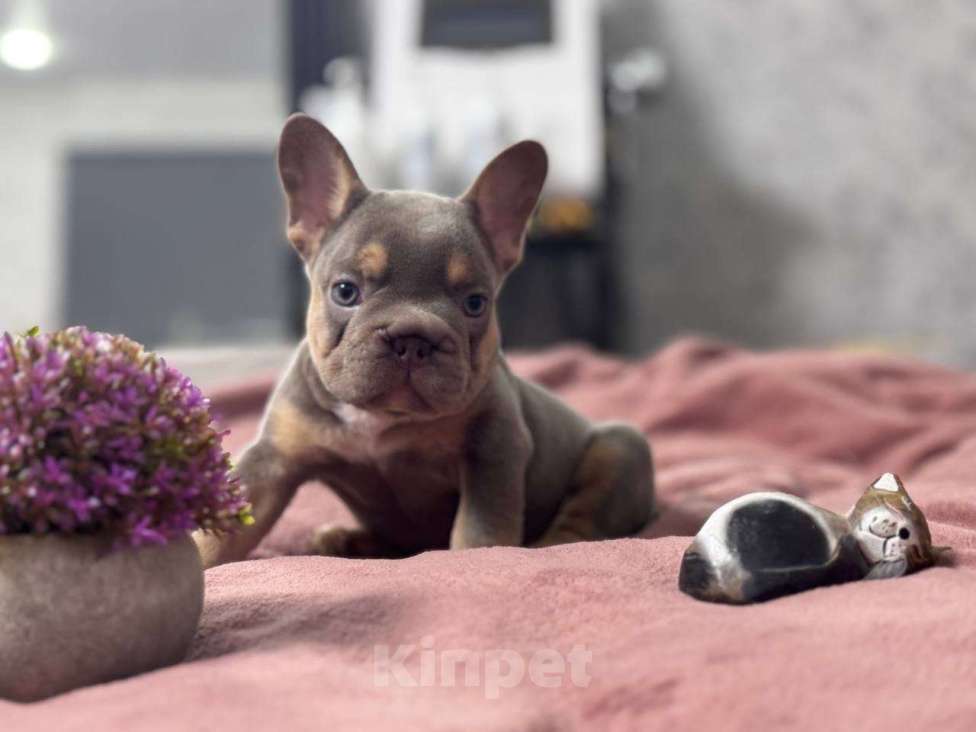 Собаки в Москве: Французский бульдог мальчик Мальчик, 100 000 руб. - фото 2