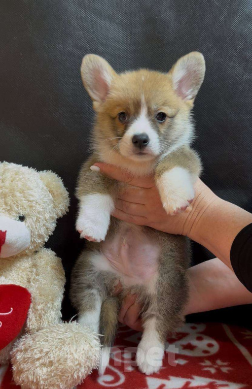 Собаки в других городах Московской области: Вельш корги пемброк мальчик с хвостиком Мальчик, 38 000 руб. - фото 3