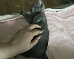 Кошки в Москве: Котенок (девочка) манчкин Девочка, 22 000 руб. - фото 3