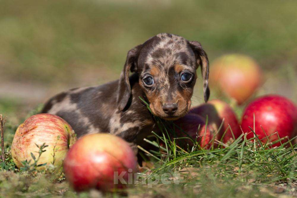Собаки в Москве: Мраморная девочка Девочка, 130 000 руб. - фото 6