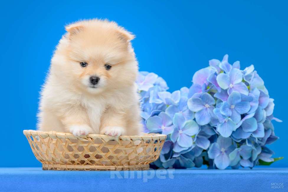 Собаки в Воткинске: Немецкий шпиц малый Девочка, 45 000 руб. - фото 1