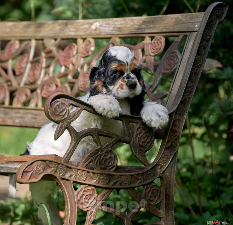 Собаки в Москве: Принц: будущий чемпион ринга и выставок  Мальчик, 120 000 руб. - фото 3