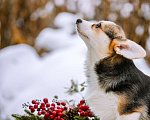 Собаки в Новосибирске: Вельш Корги Пемброк Джуди Хопс Девочка, 65 000 руб. - фото 2
