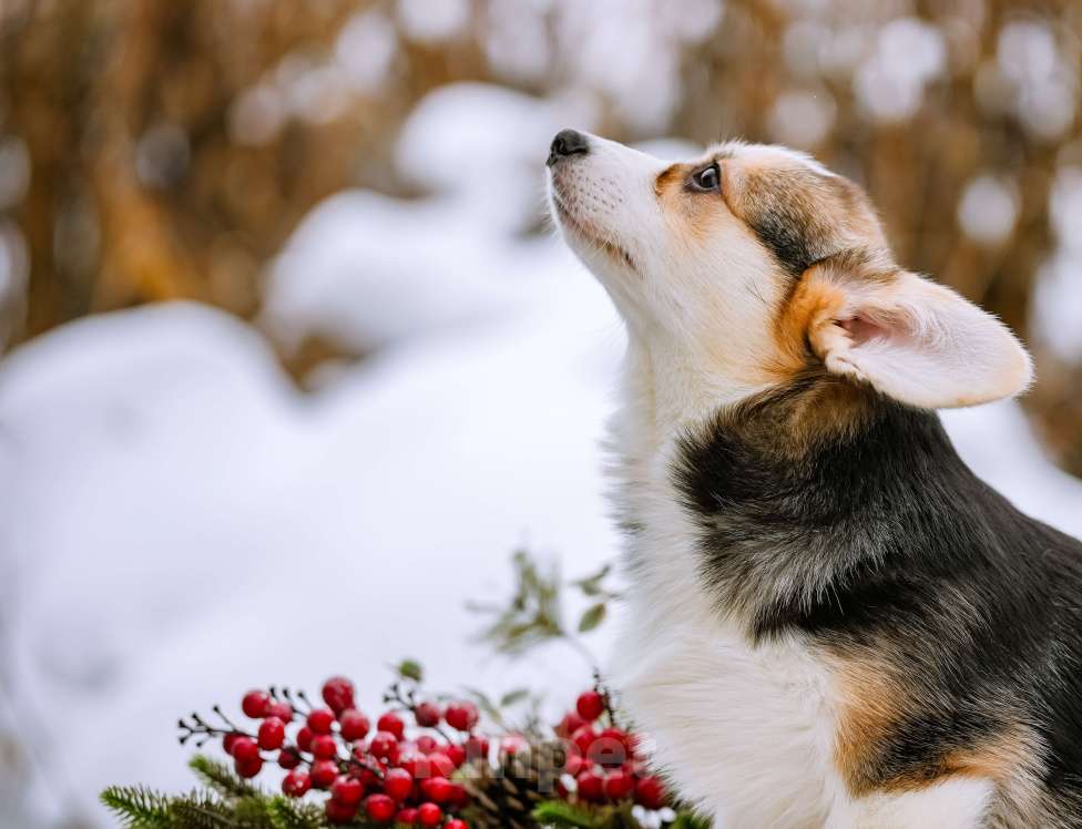 Собаки в Новосибирске: Вельш Корги Пемброк Джуди Хопс Девочка, 65 000 руб. - фото 2