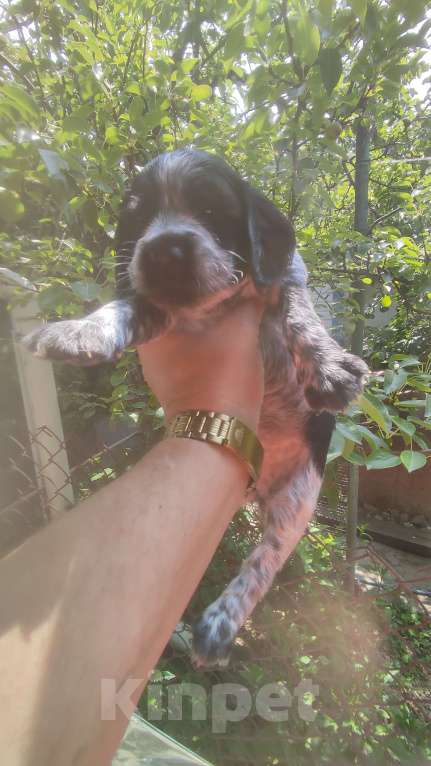 Собаки в Симферополе: Щенки Русский охотничий спаниель Мальчик, 30 000 руб. - фото 5