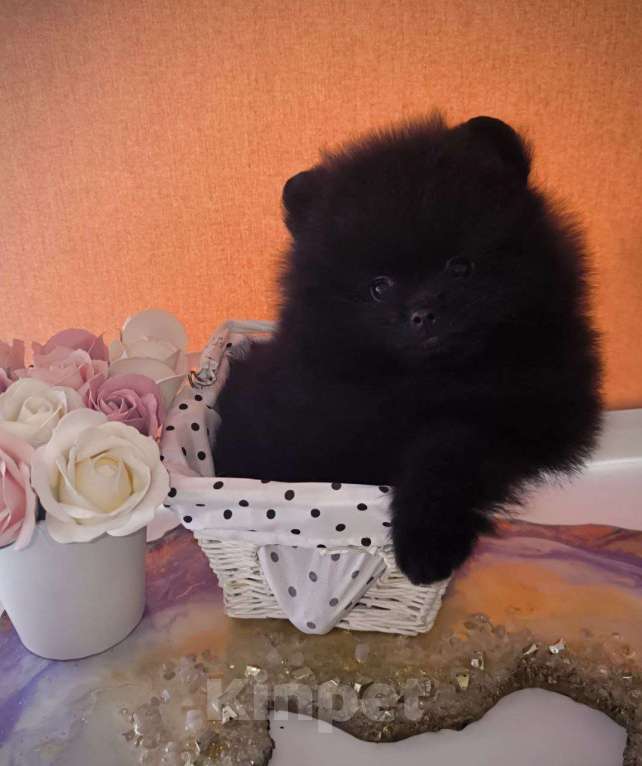 Собаки в Москве: Померанский шпиц черного окраса Мальчик, Бесплатно - фото 4