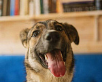 Собаки в Москве: Умница щенок Лапочка в добрые руки Девочка, Бесплатно - фото 8