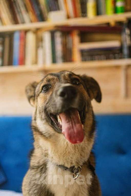 Собаки в Москве: Умница щенок Лапочка в добрые руки Девочка, Бесплатно - фото 8