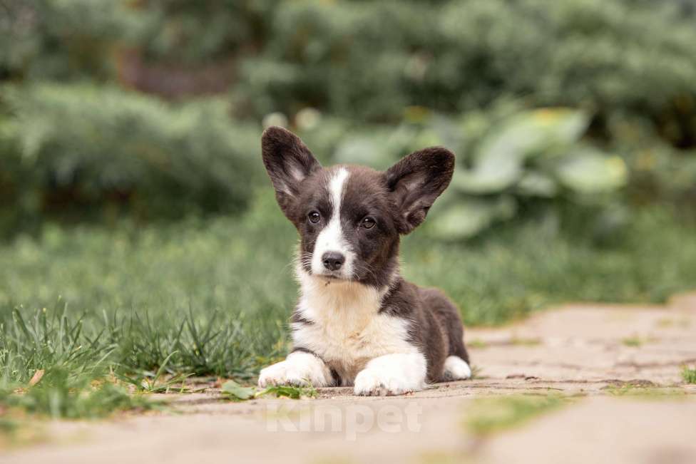 Собаки в Москве: Корги щенок Девочка, 30 000 руб. - фото 4